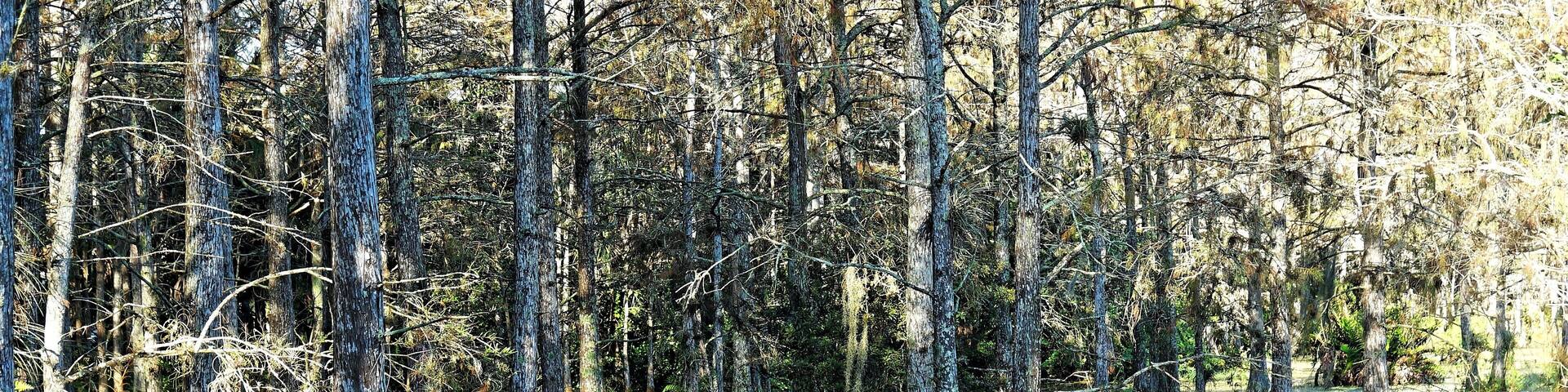 autumn foliage in a cypress swamp