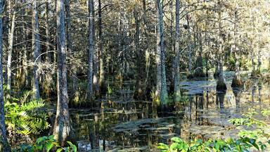 autumn foliage in a cypress swamp