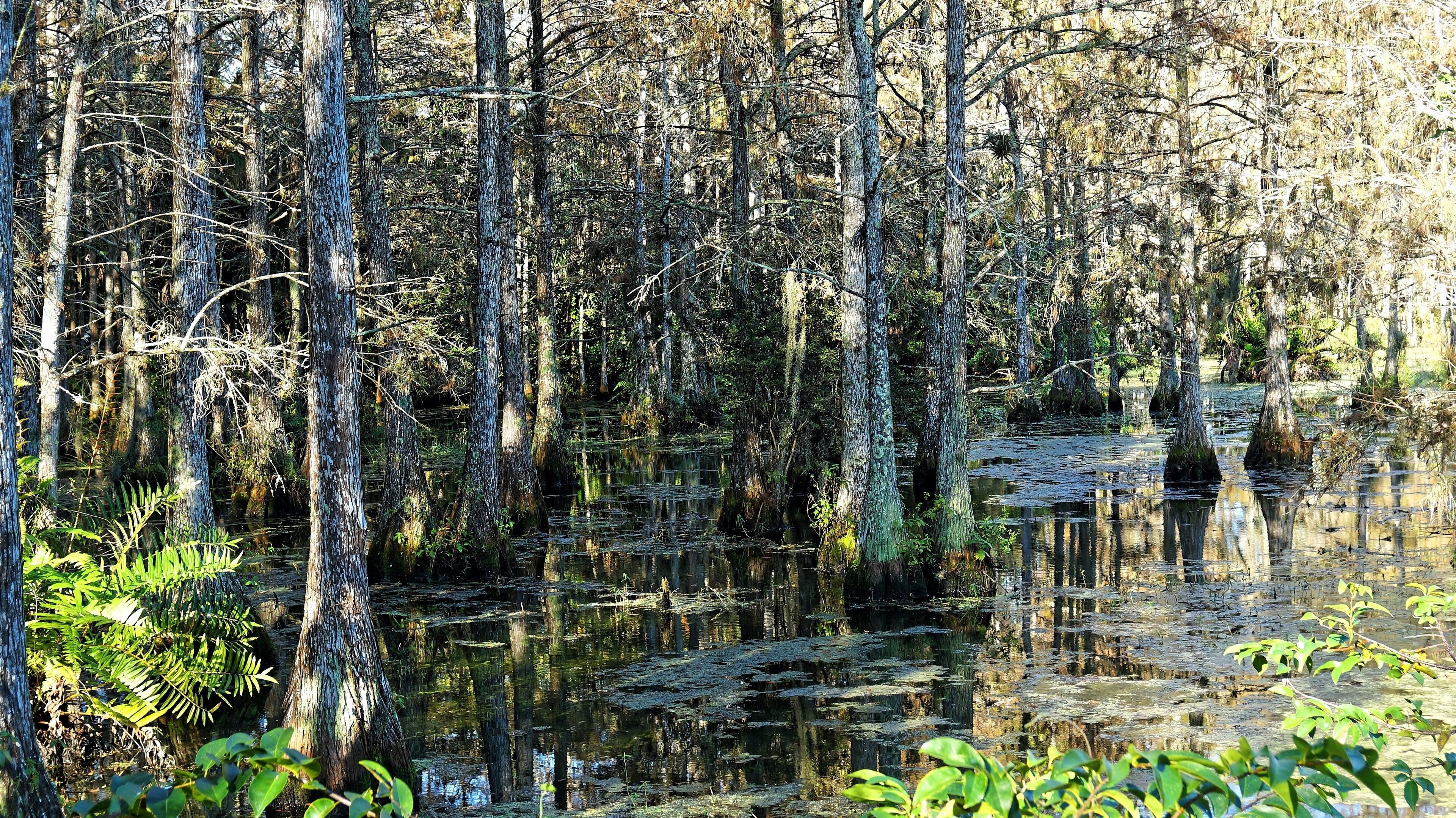 A swampy forest with tall trees and water reflecting the sky.
