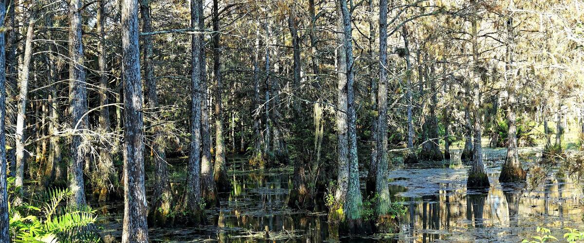 A swampy forest with tall trees and water reflecting the sky.
