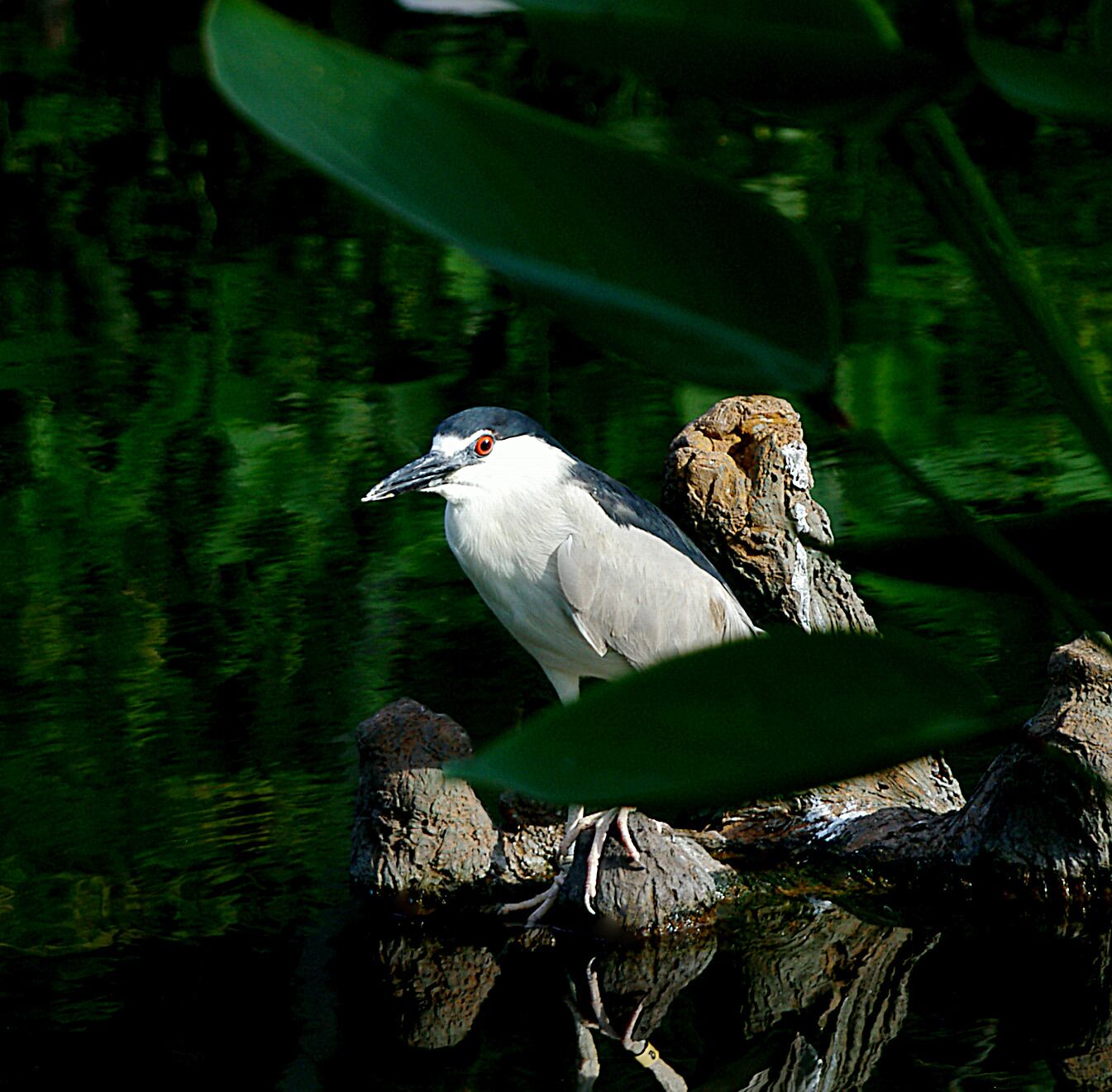 Black-Crowned Night Heron. Several dozen pair ake the zoo home during the breeding season. The Detroit Zoo has AZA Accreditation.