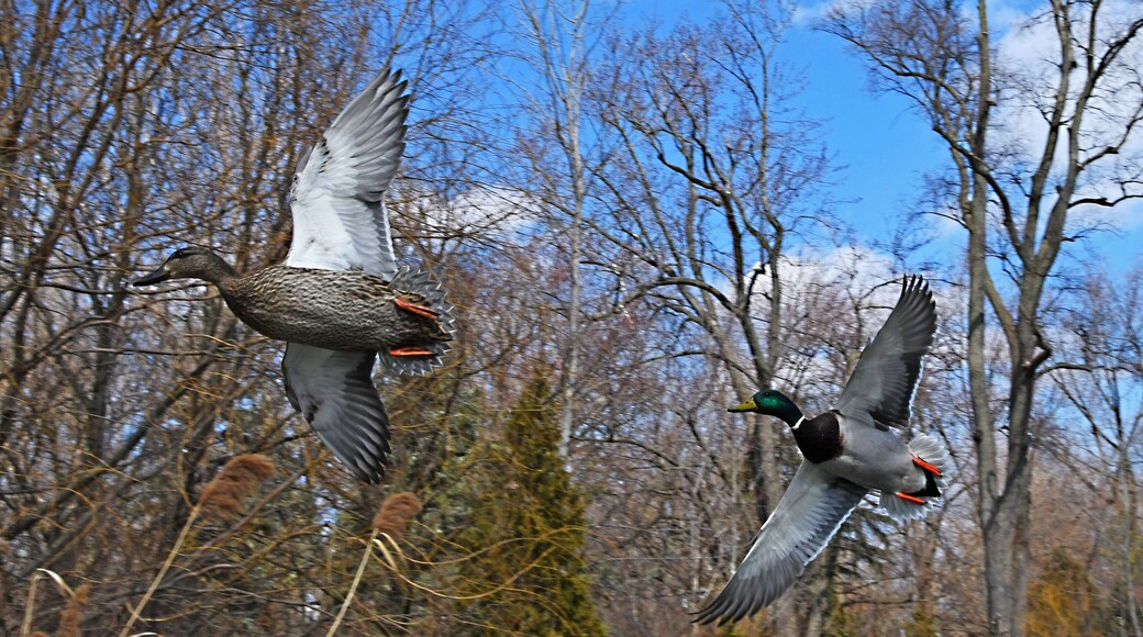 I love watching birds in flight. They make it look so easy you can't help dreaming of flapping your arms and taking flight like the birds. The Detroit Zoo is AZA Accredited.