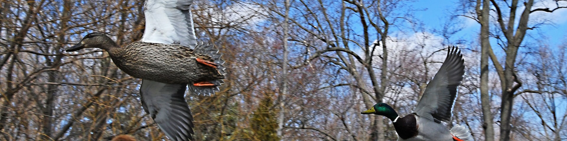 I love watching birds in flight. They make it look so easy you can't help dreaming of flapping your arms and taking flight like the birds. The Detroit Zoo is AZA Accredited.
