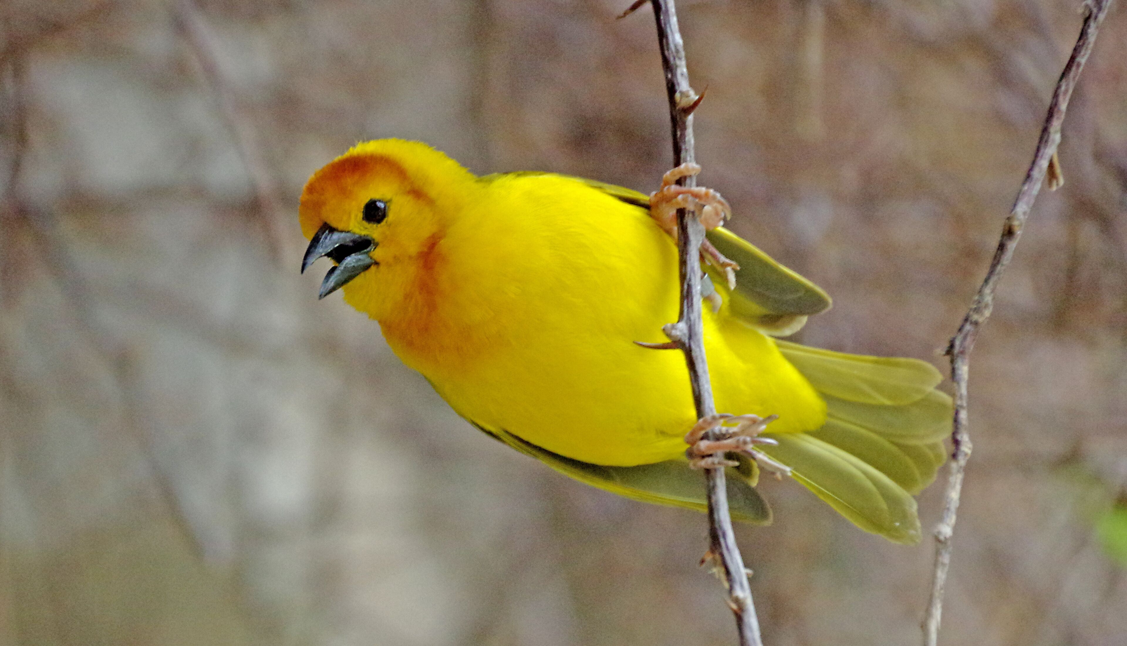 This is the Taveta Golden Weaver. The male weaves the nest and the female picks a mate based on the males weaving abilities. The Detroit Zoo is AZA Accredited.