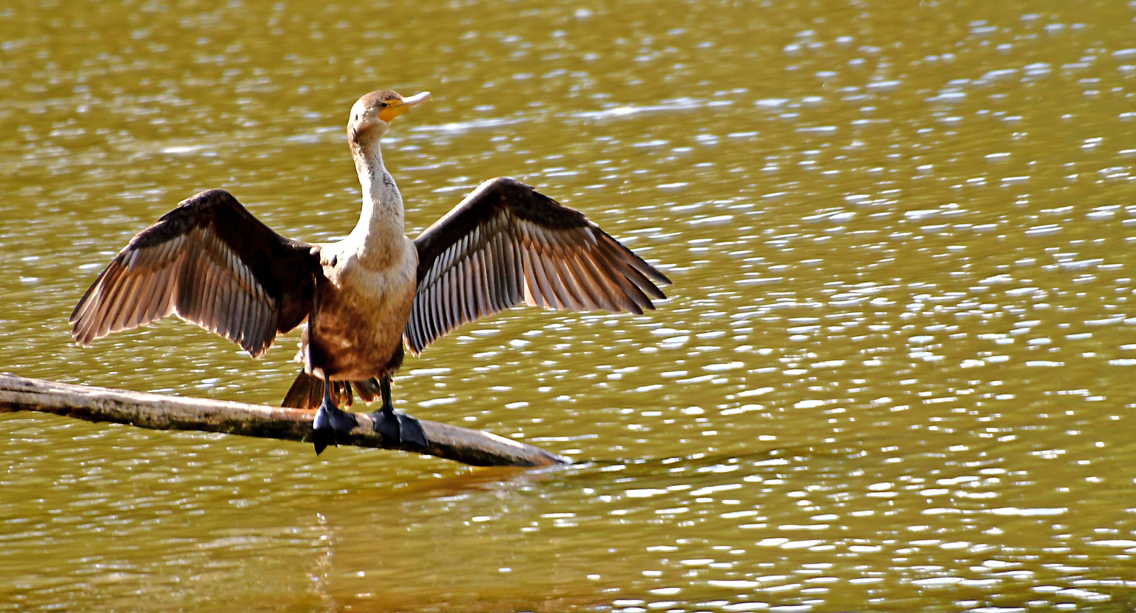 The gangly Double-crested Cormorant is a prehistoric-looking, matte-black fishing bird with yellow-orange facial skin. Though they look like a combination of a goose and a loon, they are relatives of frigatebirds and boobies and are a common sight around fresh and salt water across North America—perhaps attracting the most attention when they stand on docks, rocky islands, and channel markers, their wings spread out to dry. These solid, heavy-boned birds are experts at diving to catch small fish.  The Detroit Zoo has AZA Accreditation.