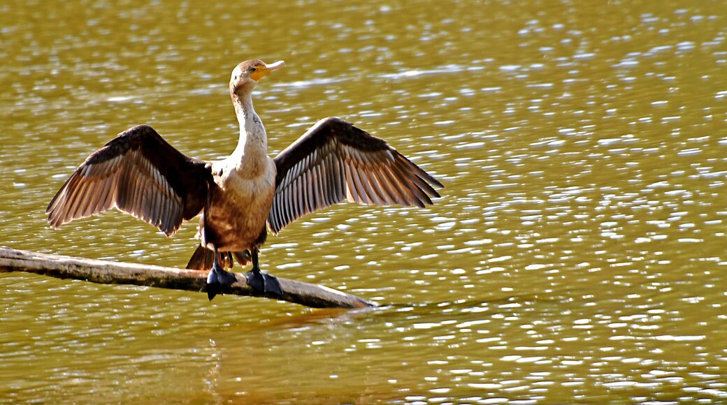 The gangly Double-crested Cormorant is a prehistoric-looking, matte-black fishing bird with yellow-orange facial skin. Though they look like a combination of a goose and a loon, they are relatives of frigatebirds and boobies and are a common sight around fresh and salt water across North Americaâperhaps attracting the most attention when they stand on docks, rocky islands, and channel markers, their wings spread out to dry. These solid, heavy-boned birds are experts at diving to catch small fish. The Detroit Zoo has AZA Accreditation.