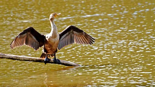The gangly Double-crested Cormorant is a prehistoric-looking, matte-black fishing bird with yellow-orange facial skin. Though they look like a combination of a goose and a loon, they are relatives of frigatebirds and boobies and are a common sight around fresh and salt water across North America—perhaps attracting the most attention when they stand on docks, rocky islands, and channel markers, their wings spread out to dry. These solid, heavy-boned birds are experts at diving to catch small fish. The Detroit Zoo has AZA Accreditation.
