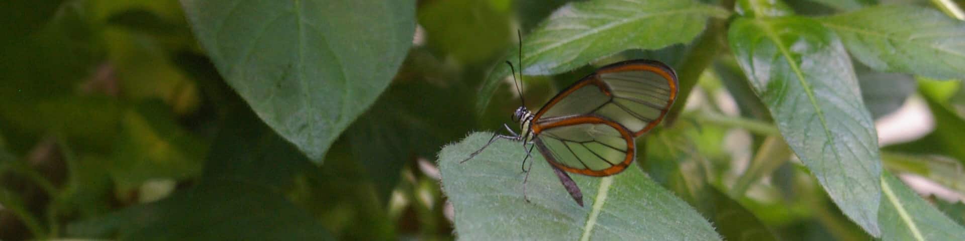 Butterfly #1: The wings on this Glass Winged butterfly are transparent in the center. You can actually see through them. The Detroit Zoo has AZA Accreditation.