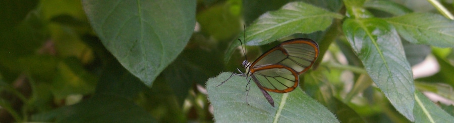 Butterfly #1:  The wings on this Glass Winged butterfly are transparent in the center.  You can actually see through them.  The Detroit Zoo has AZA Accreditation.