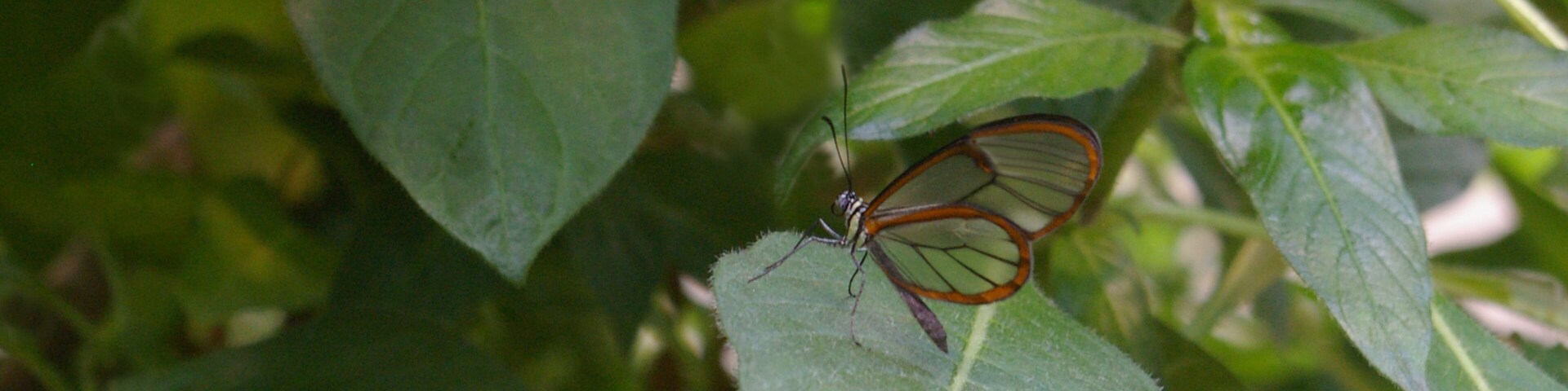 Butterfly #1: The wings on this Glass Winged butterfly are transparent in the center. You can actually see through them. The Detroit Zoo has AZA Accreditation.