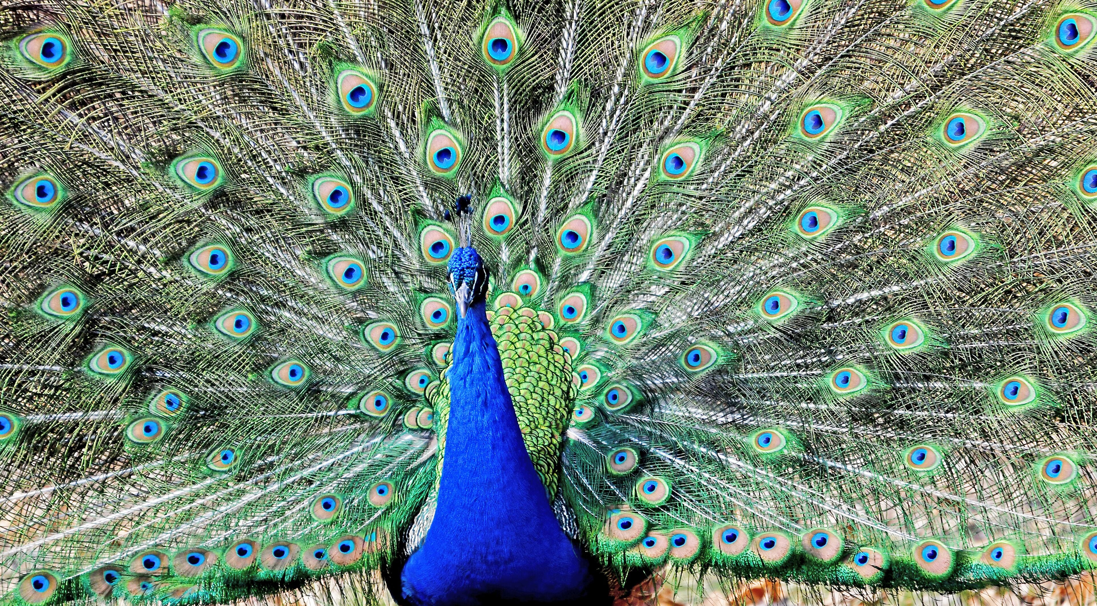Terminology. Peafowl is a collective term that refers to peacocks, peahens and peachicks.  A group of peafowl is called a ostentation or a pride.

The Detroit Zoo has AZA accreditation.
