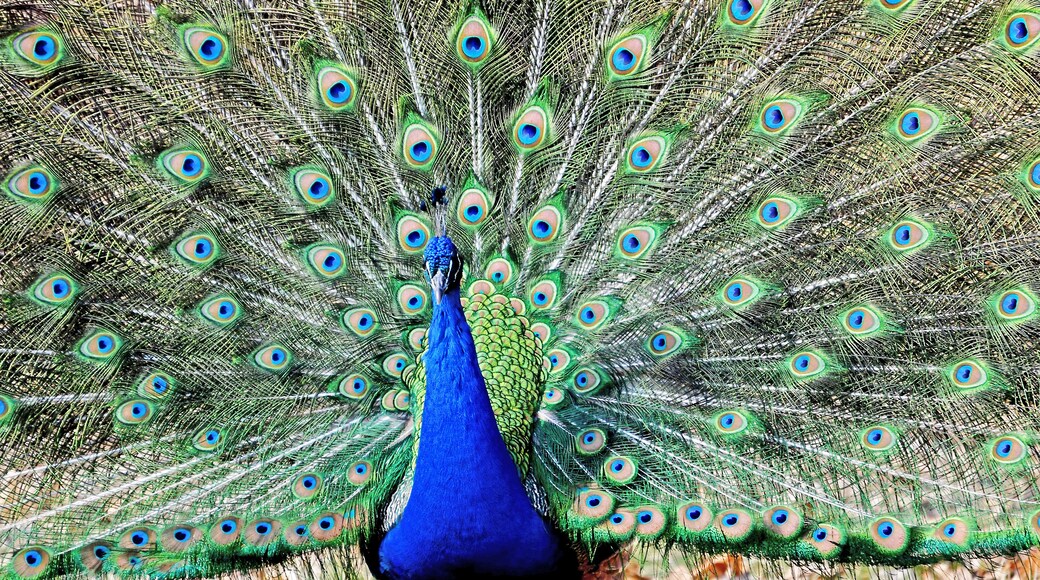 Terminology. Peafowl is a collective term that refers to peacocks, peahens and peachicks. A group of peafowl is called a ostentation or a pride.
The Detroit Zoo has AZA accreditation.