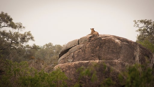 Playful kitty-catish welcome to the park
P.S. Exploring Yala is such a treat!
https://bit.ly/2UULzQa