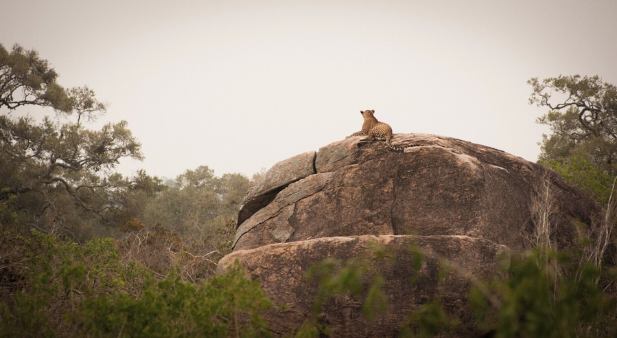 Playful kitty-catish welcome to the park
P.S. Exploring Yala is such a treat!
https://bit.ly/2UULzQa