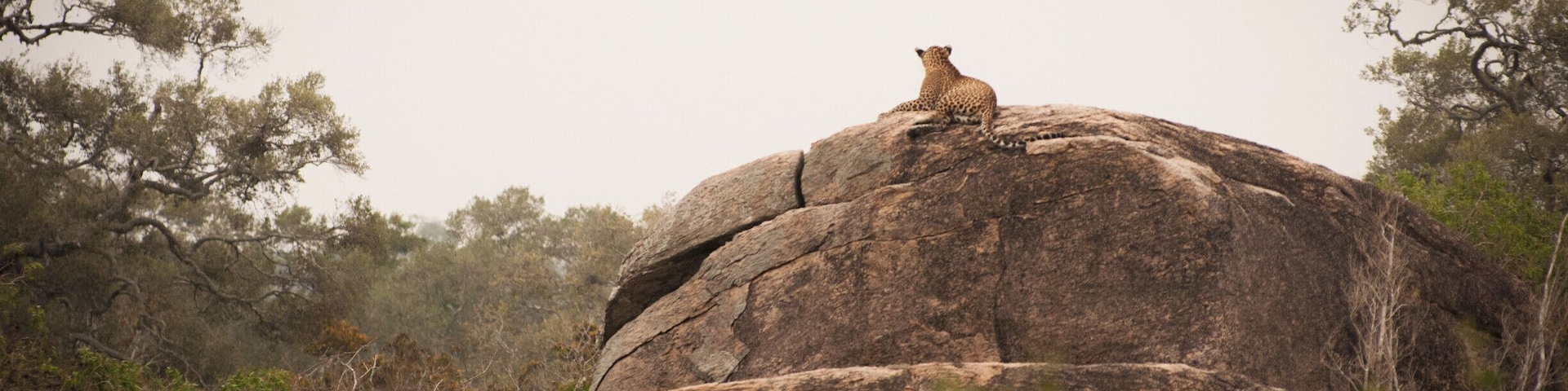 Playful kitty-catish welcome to the park
P.S. Exploring Yala is such a treat!
https://bit.ly/2UULzQa
