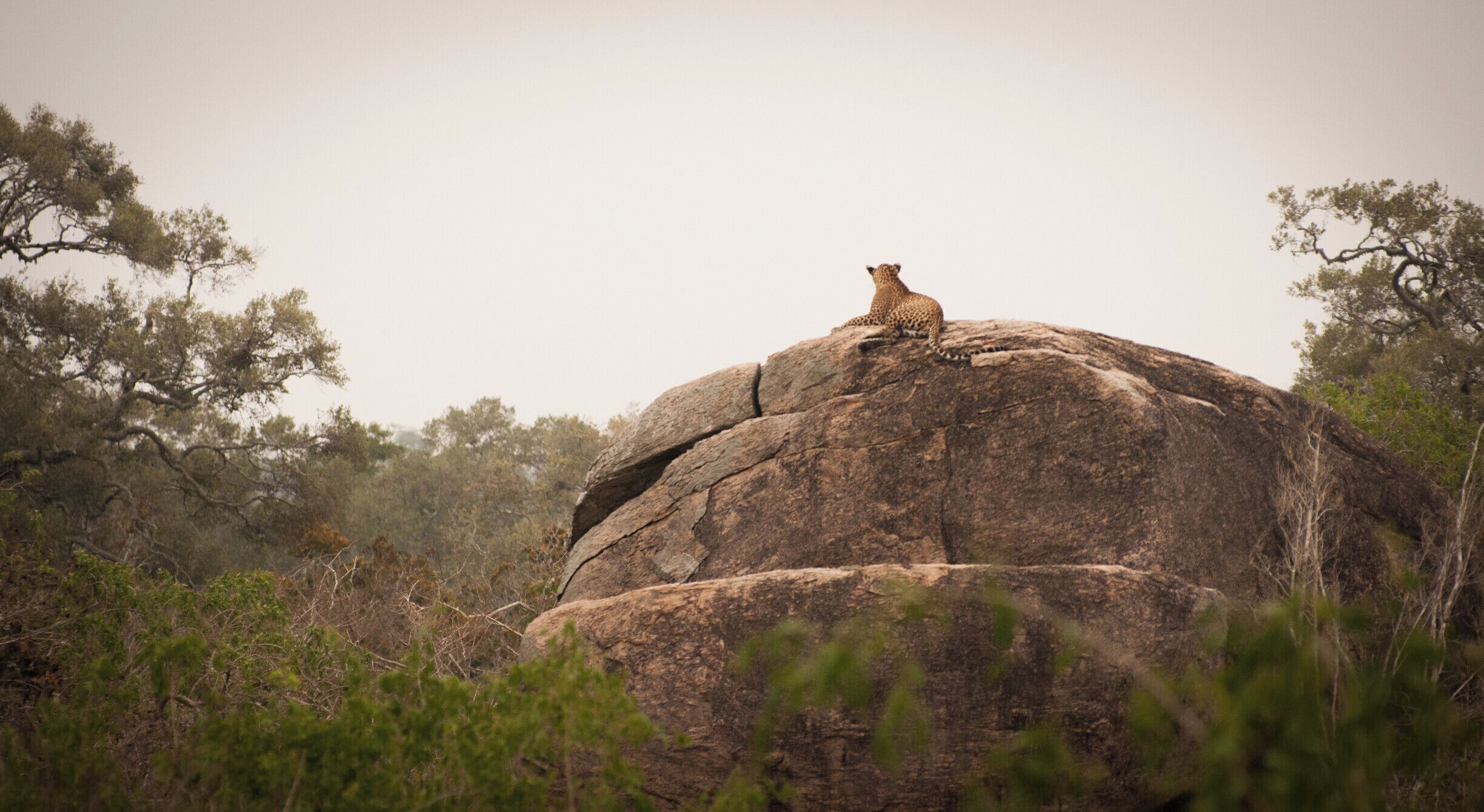 A leopard sitting on a large rock surrounded by trees.
