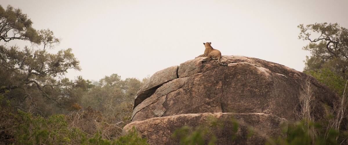 A leopard sitting on a large rock surrounded by trees.