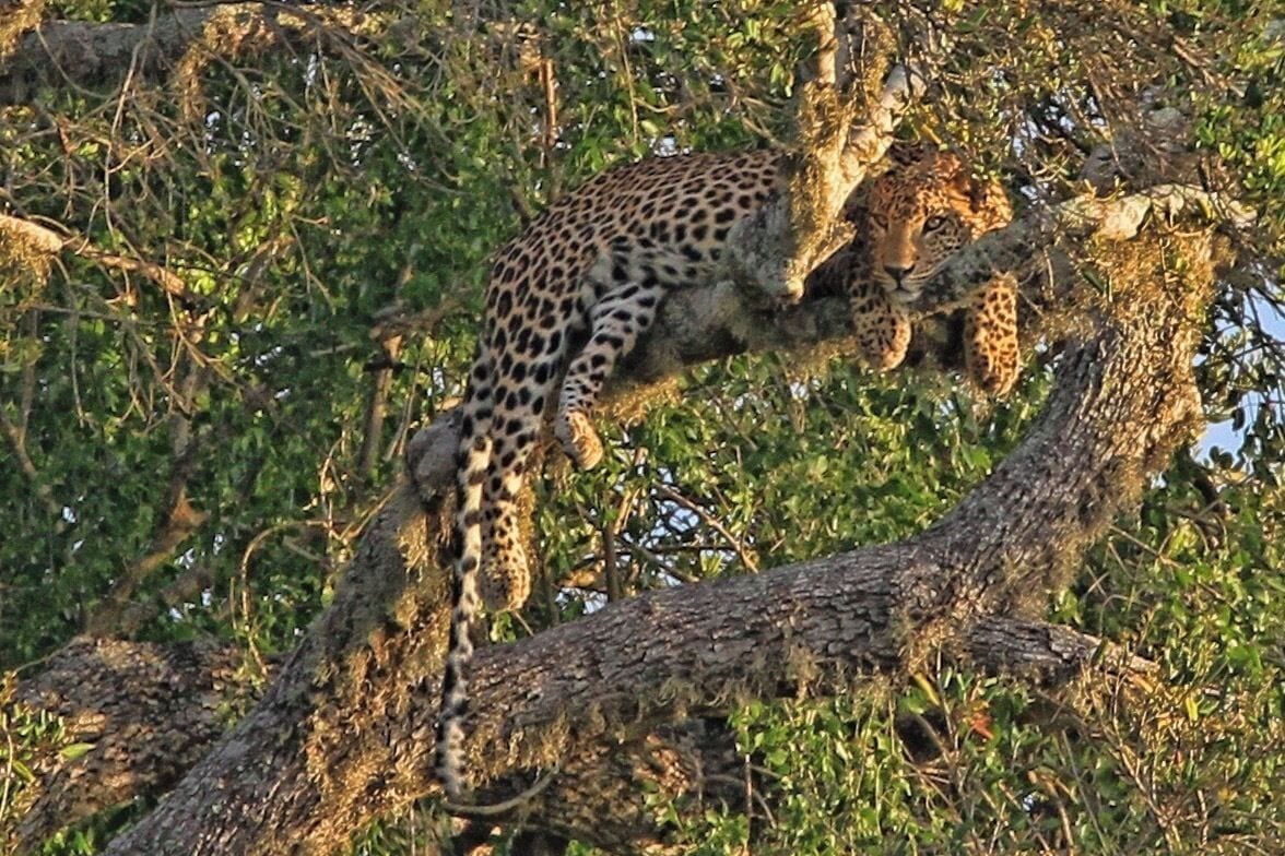 Going on a safari at Yala was one of the highlights of my trip to Sri Lanka