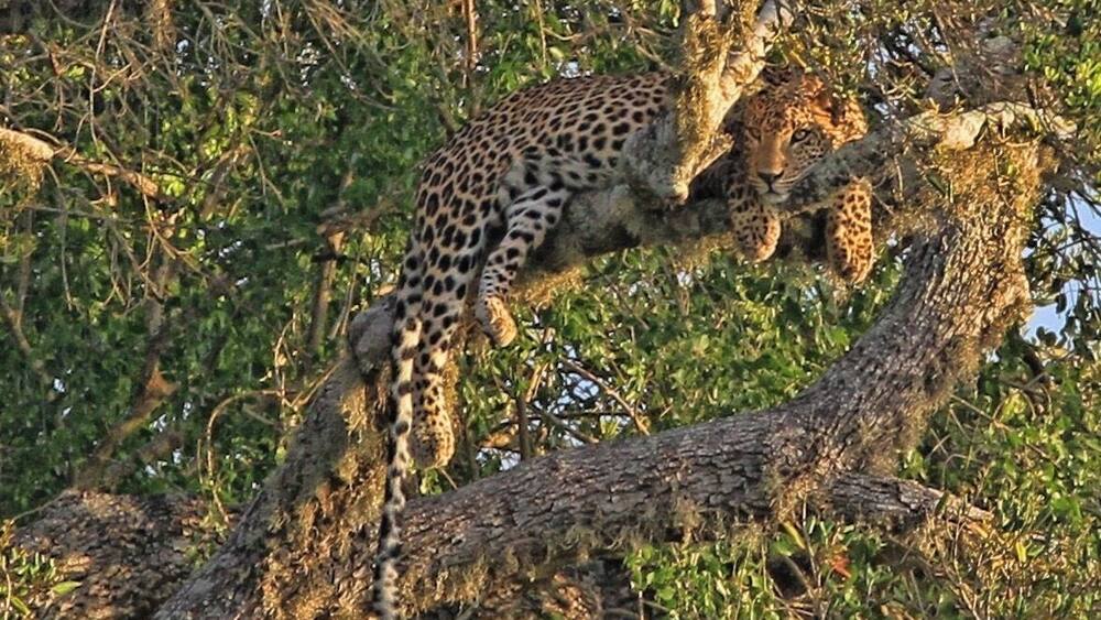 A leopard climbing a tree.