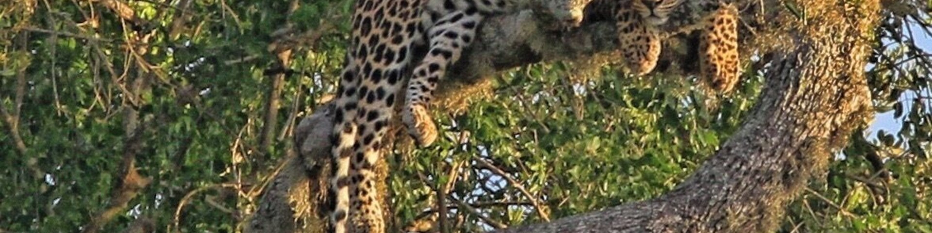 Un leopardo trepando un árbol.