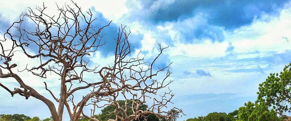 Yala National Park in Sri Lanka 🇱🇰 if you like animal this is the right place to see them their nature life 🐘🐐🦎🦌🐖