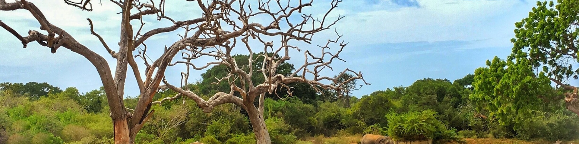 Yala National Park in Sri Lanka 🇱🇰 if you like animal this is the right place to see them their nature life 🐘🐐🦎🦌🐖