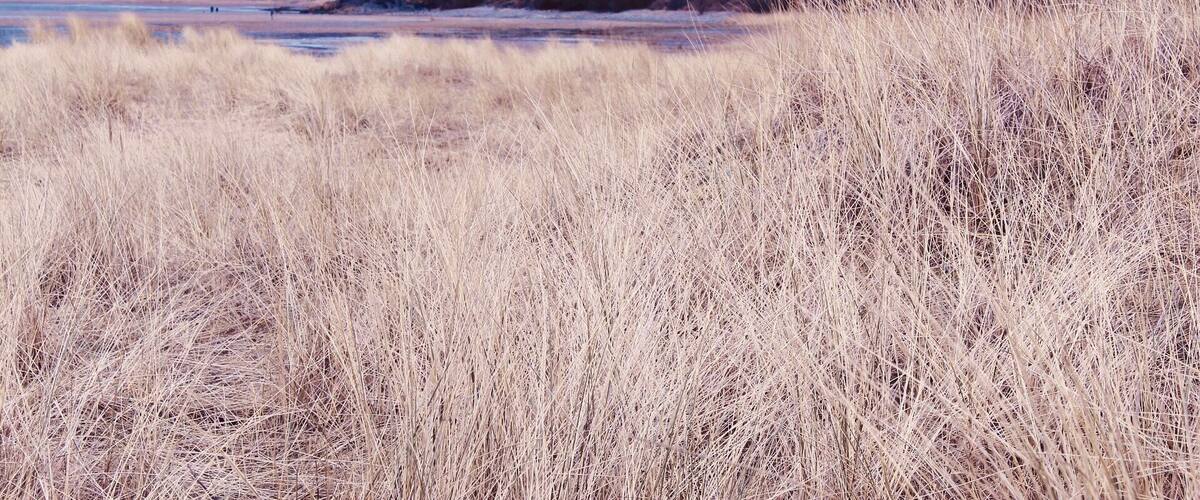 A landscape with dry grass, a river, hills, and wind turbines in the distance.