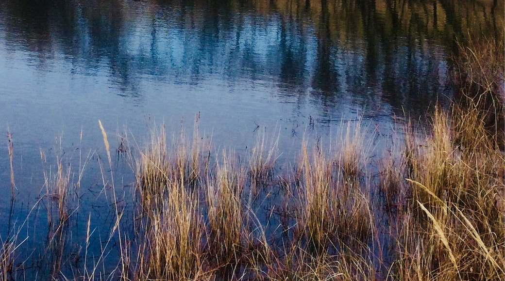 After the snow now the sun has reappeared a lovely early March spring morning