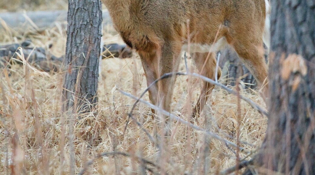 Trophy Class Whitetail Buck Deer in the Woods During Hunting Season