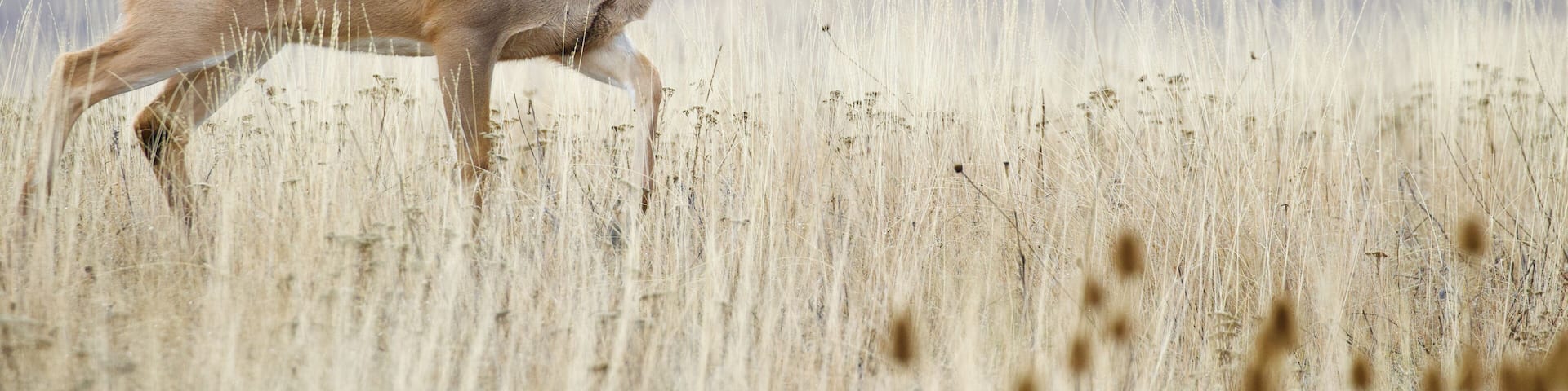 Very large Whitetail Deer buck walking across a natural meadow during the fall hunting season