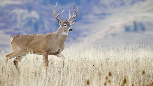Very large Whitetail Deer buck walking across a natural meadow during the fall hunting season