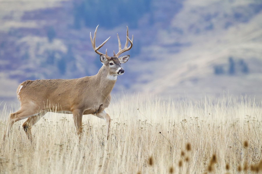 A deer with large antlers running through a field of tall, dry grass with a mountainous background.