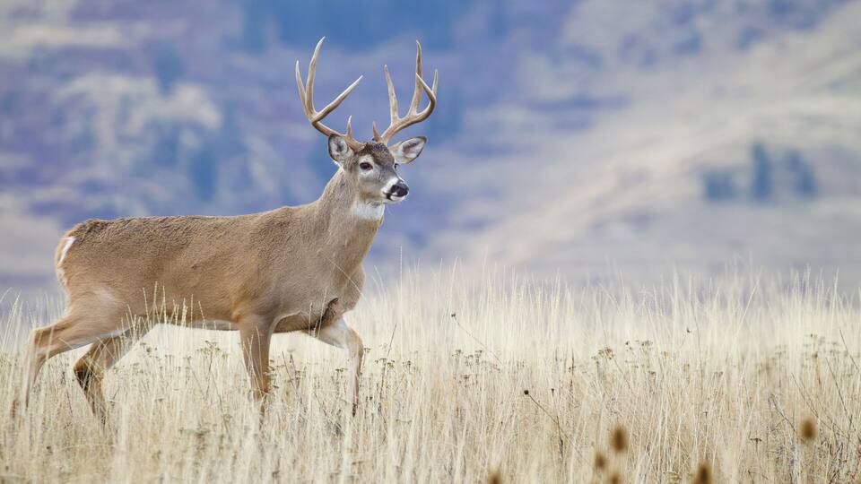 Very large Whitetail Deer buck walking across a natural meadow during the fall hunting season