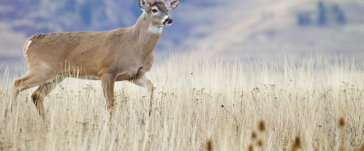 A deer with large antlers running through a field of tall, dry grass with a mountainous background.
