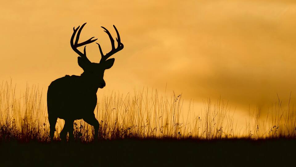 Whitetail buck silhouette against a colorful sky just after sunset