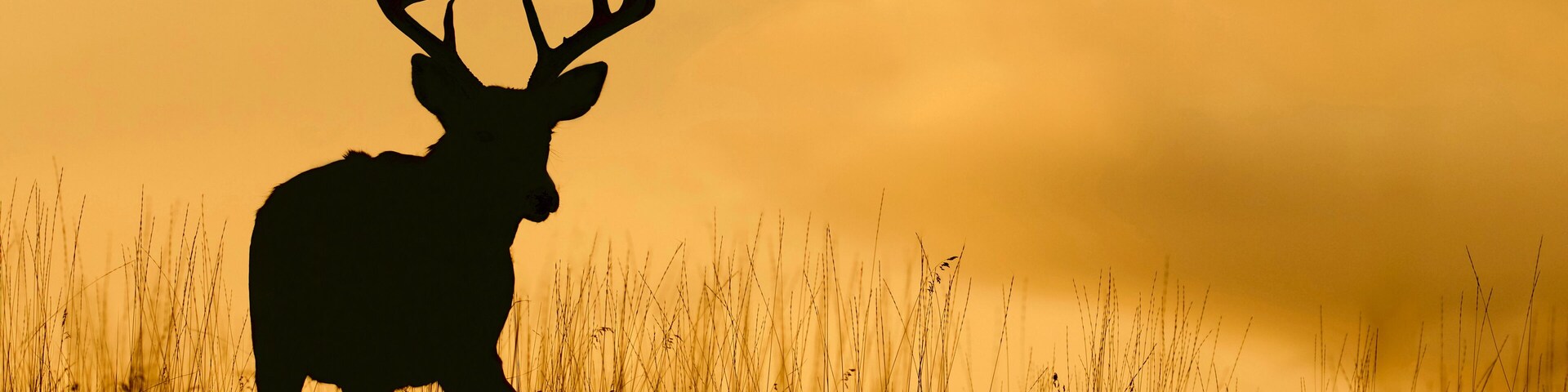 Whitetail buck silhouette against a colorful sky just after sunset