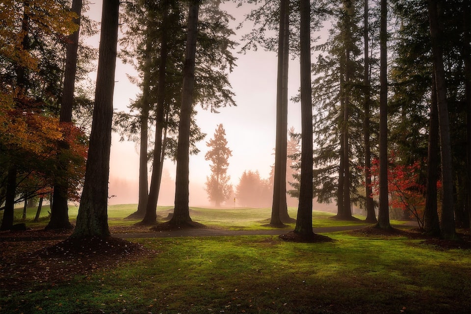 A forest with tall trees and a misty atmosphere.