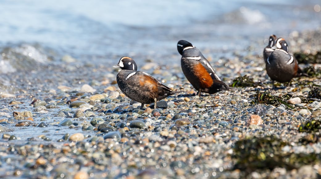 Three birds on a pebbly beach with the ocean in the background.