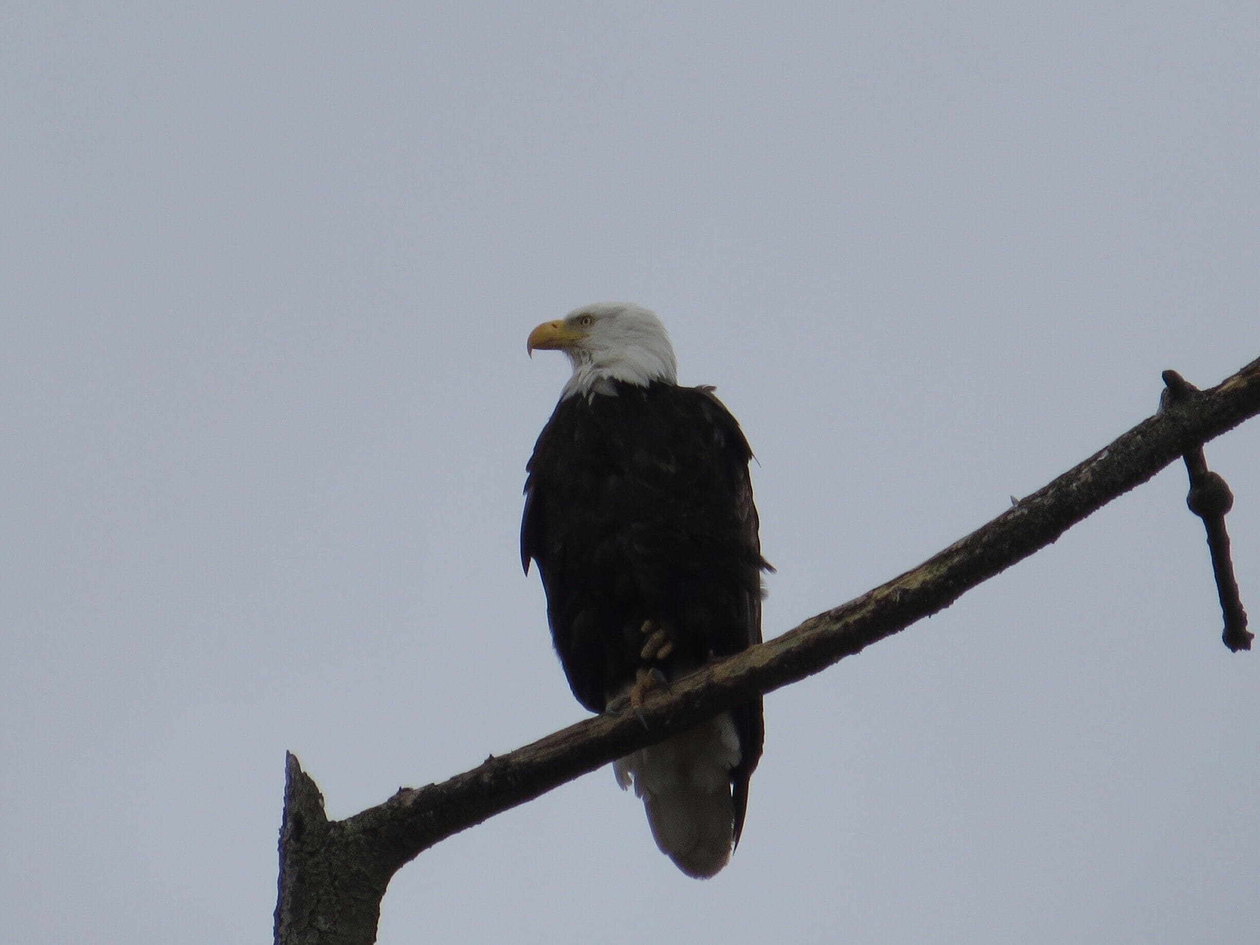 Spotted some eagles on the spit 