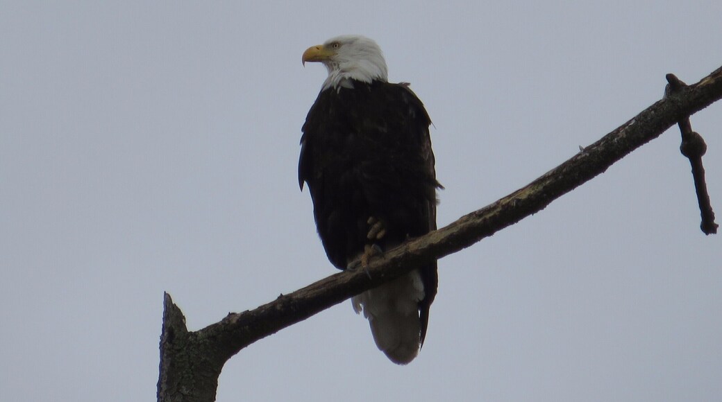Spotted some eagles on the spit