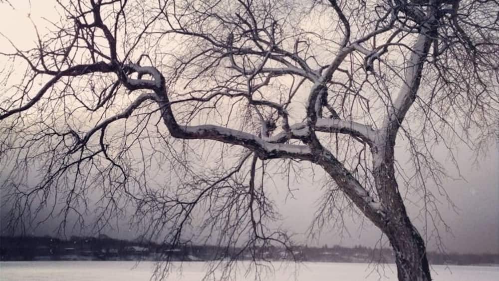 Un arbre recouvert de neige, avec ses branches nues, un banc et une étendue d’eau gelée.