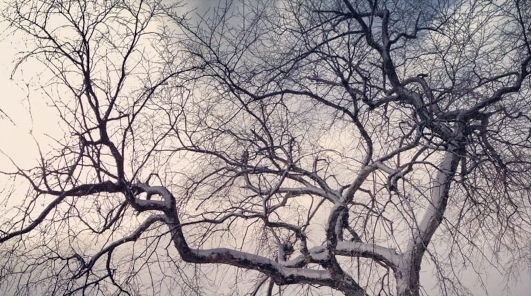 Tree at Lake Johanna after freak April snowstorm. #treetrove www.bradleyhanson.com