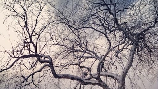 Tree at Lake Johanna after freak April snowstorm. #treetrove www.bradleyhanson.com