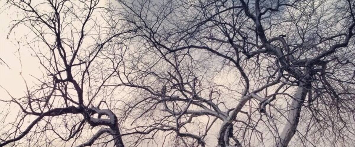 A snow-covered tree with bare branches, a bench, and a frozen body of water.