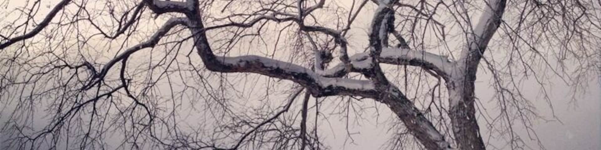 Tree at Lake Johanna after freak April snowstorm. #treetrove www.bradleyhanson.com
