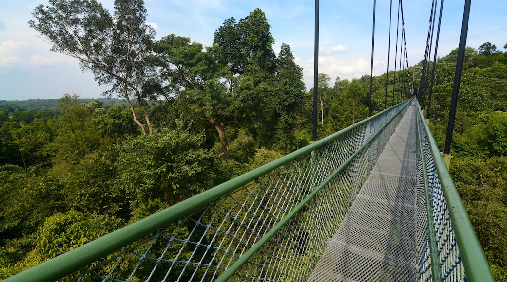 Long suspension bridge treetop walk near MacRitchie Reservoir in Singapore