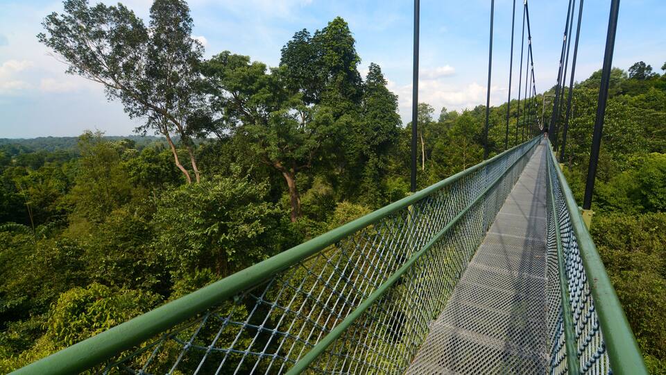 A suspension bridge surrounded by dense forest.