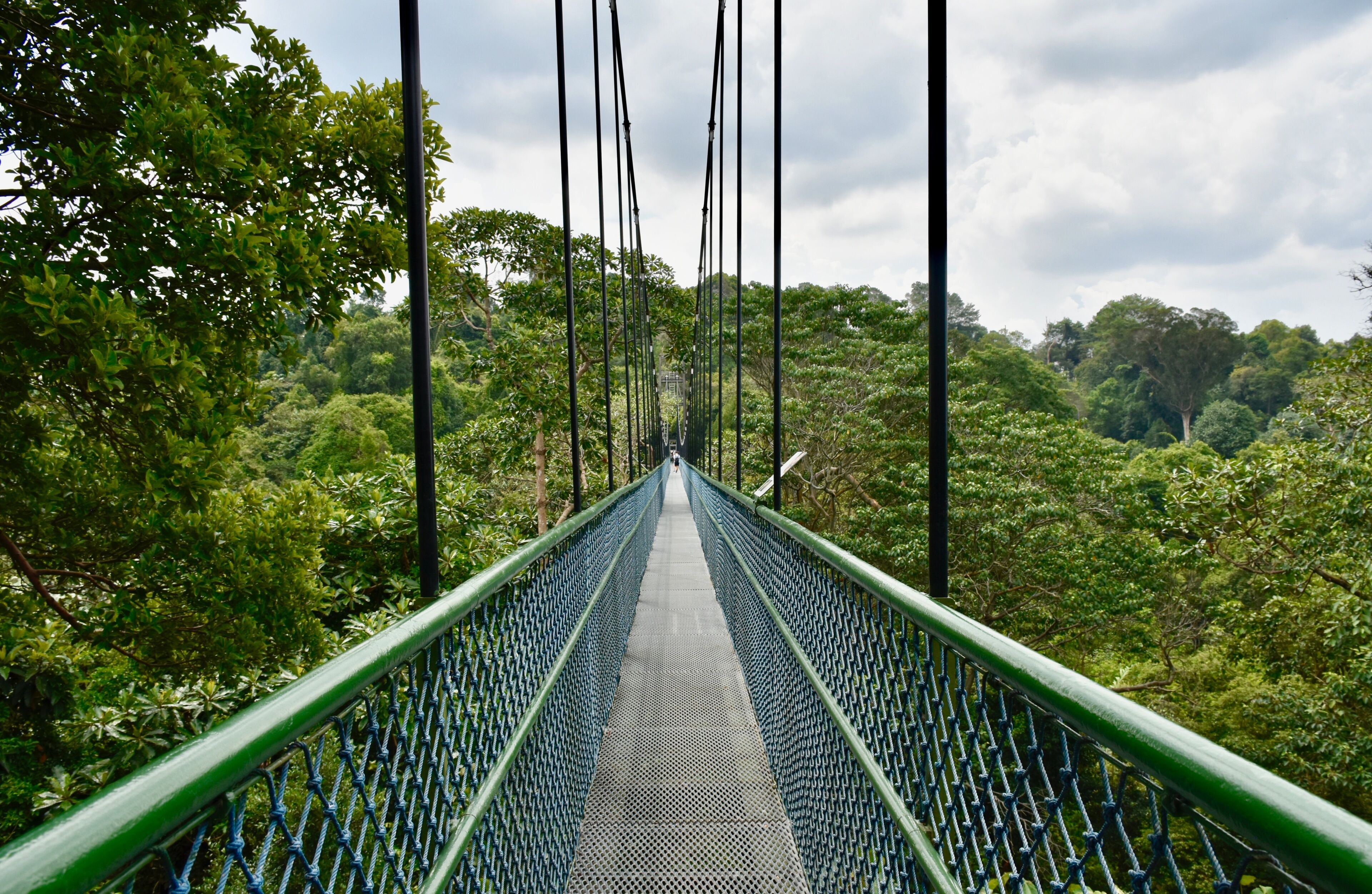 Passeig per les Copes dels Arbres de MacRitchie