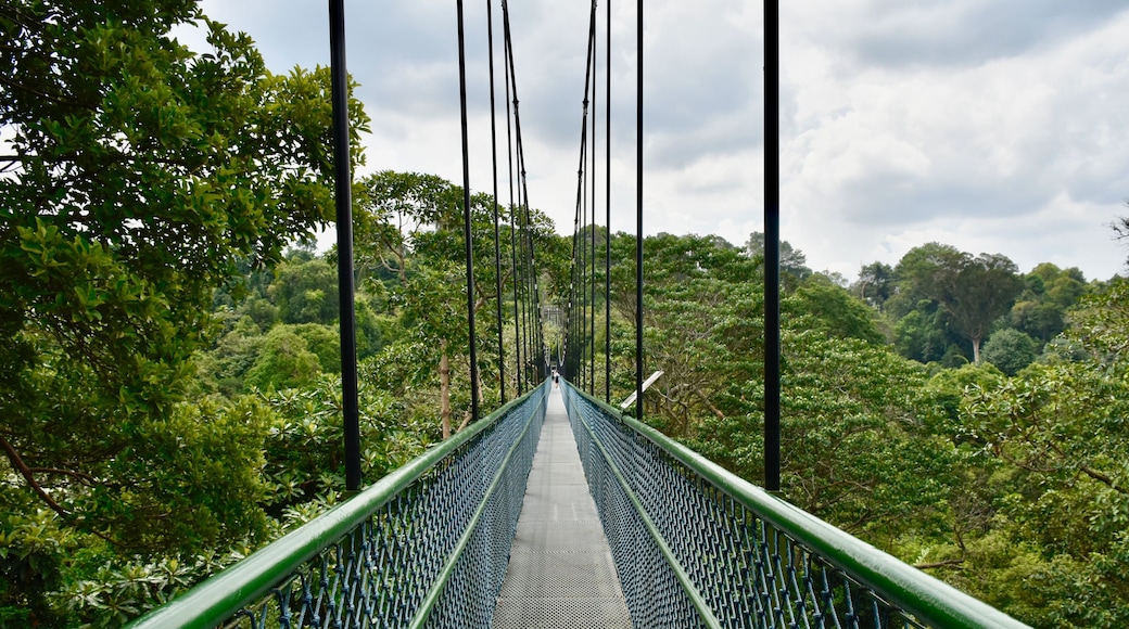Adventurous treetop walk over suspension bridge in Central Catchment Nature Reserve, Singapore