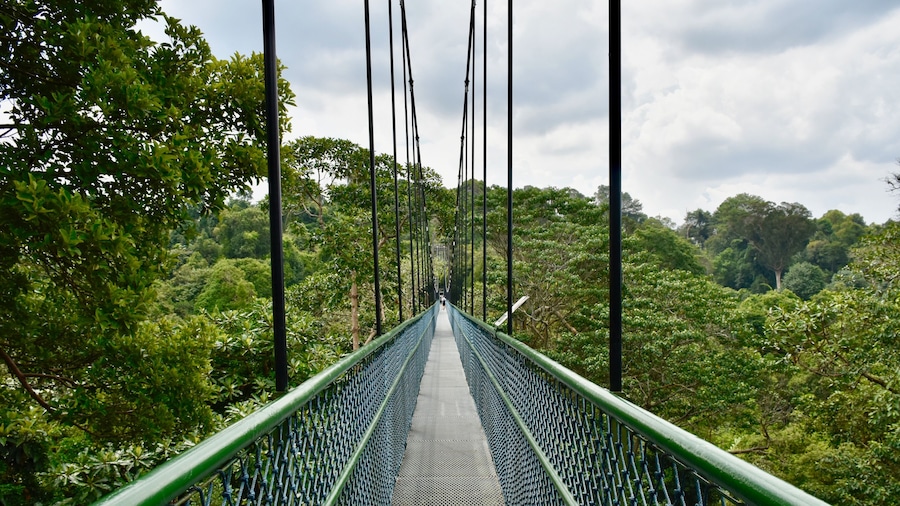 Passeig per les Copes dels Arbres de MacRitchie